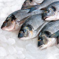 Fish Display